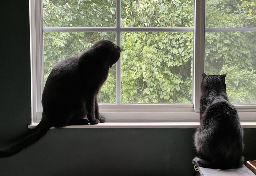 my black cats staring together out a window