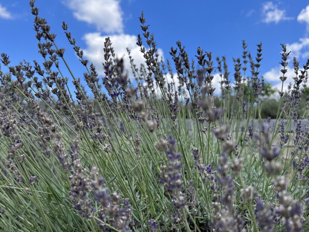 Cedar Ridge lavender farm, Dayton Ohio