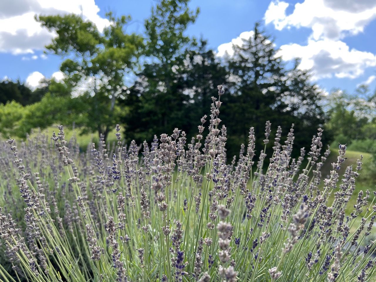 Featured image for Pick Lavender at Cedar Ridge Trails
