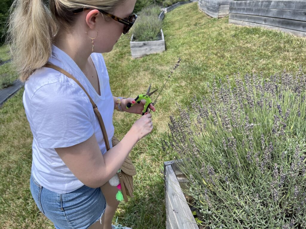 Me cutting lavender at Cedar Ridge Trails