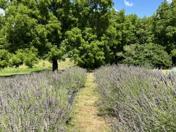 Lavender at Cedar Ridge Dayton, Ohio