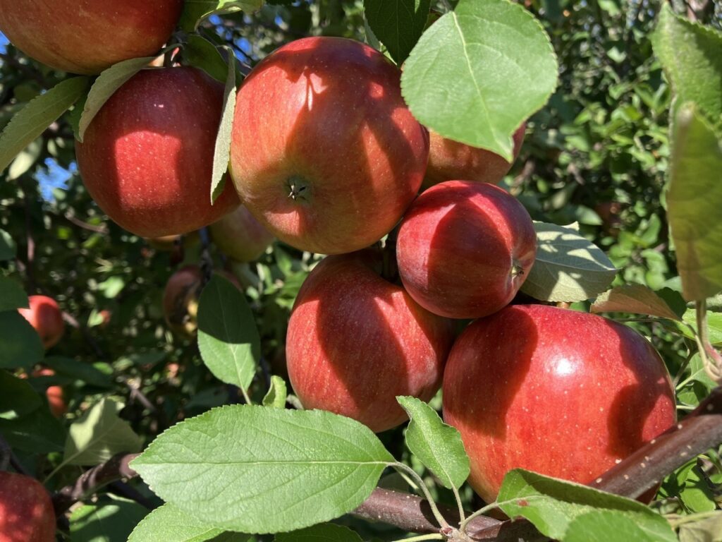 Apples growing at Tukens