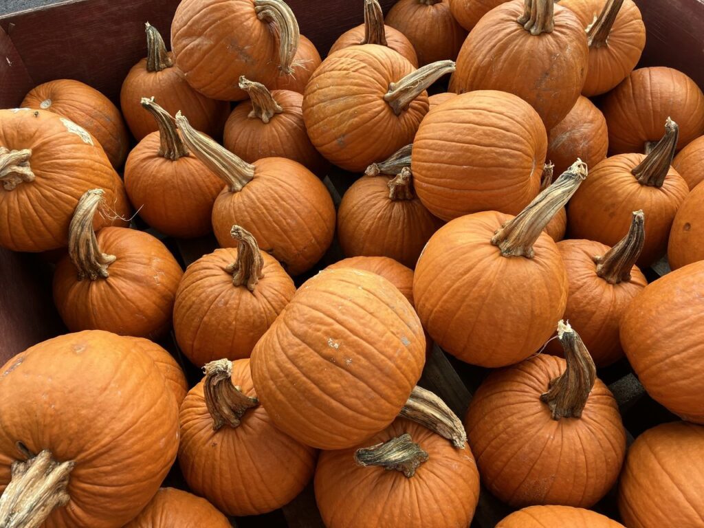 Pumpkins at Tukens