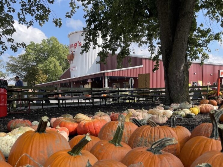 Young's Dairy u-pick pumpkins