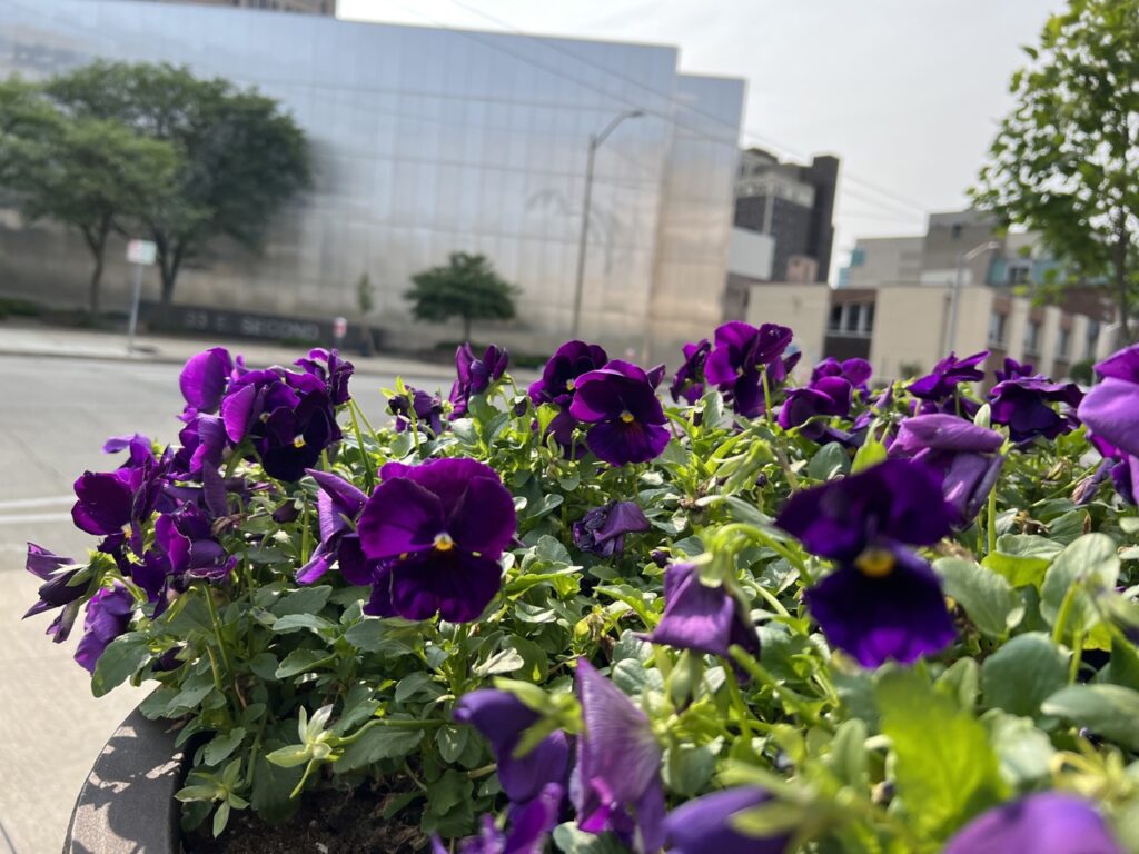 Flowers downtown Dayton