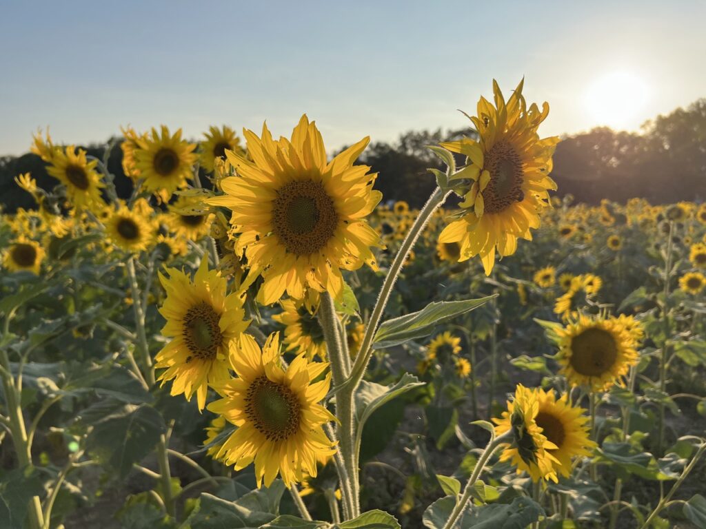 Sunflower field in yellow springs