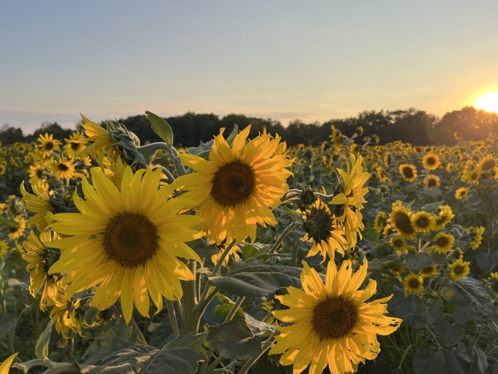 sunflower field in yellow springs