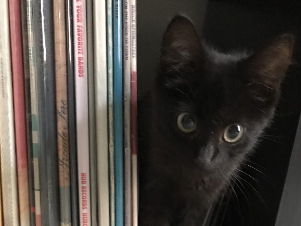 Black cat with records