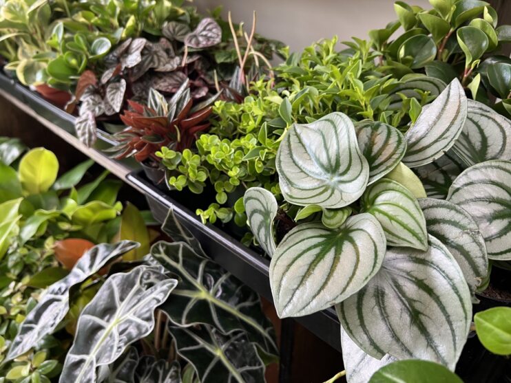 Featured image for April Dayton Shopping Finds