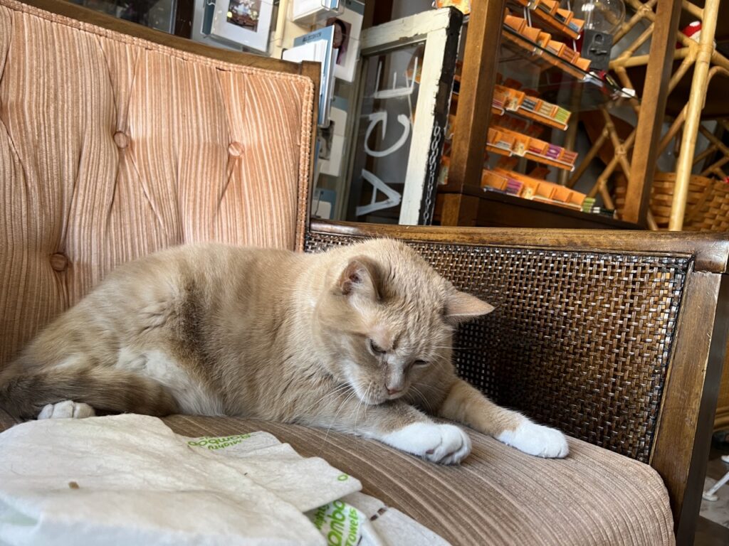 Three Weird Sisters shop cat